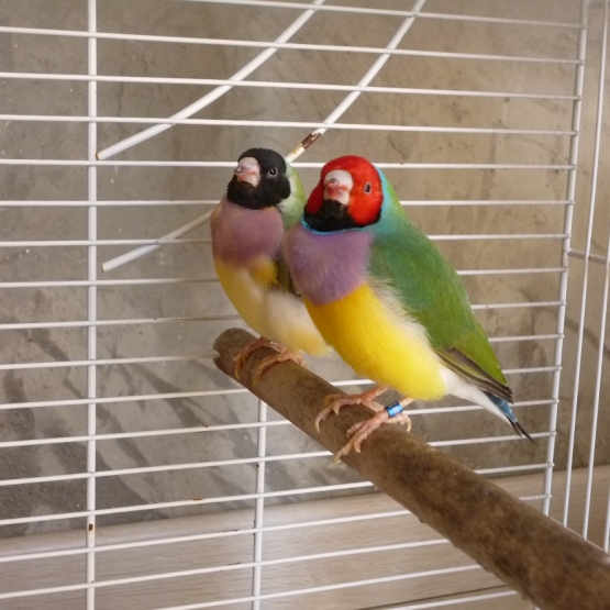 Image pour l'annonce Diamants de gould