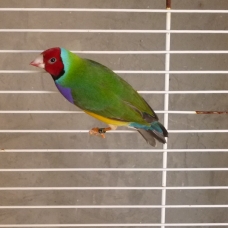 Image pour l'annonce Diamants de gould