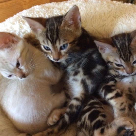 Image pour l'annonce 3 Chatons Bengal Disponible  pour une nouvelle famille