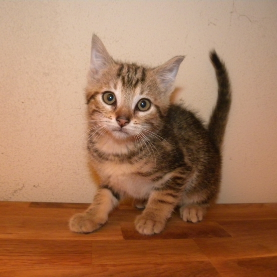Image pour l'annonce Donne chaton femelle tigrée