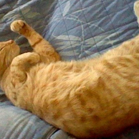 Image pour l'annonce Donne adorable chaton de presque deux ans