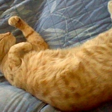 Image pour l'annonce Donne adorable chaton de presque deux ans
