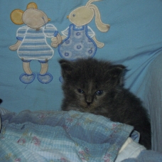 Image pour l'annonce chatons maine coon non loof