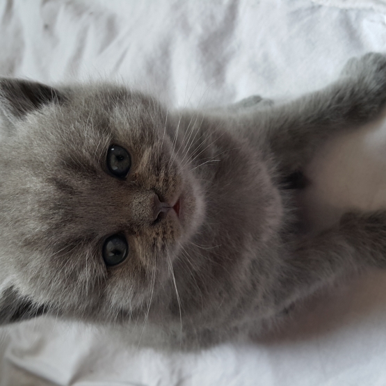 Image pour l'annonce Vends Chatons Bristish Short Hair