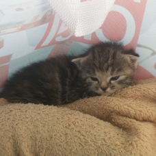 Image pour l'annonce Donne deux chatons femelles de types européens