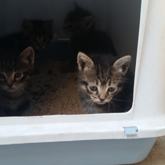 Image pour l'annonce donne chaton