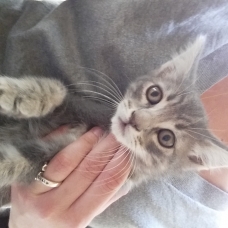 Image pour l'annonce donne chaton