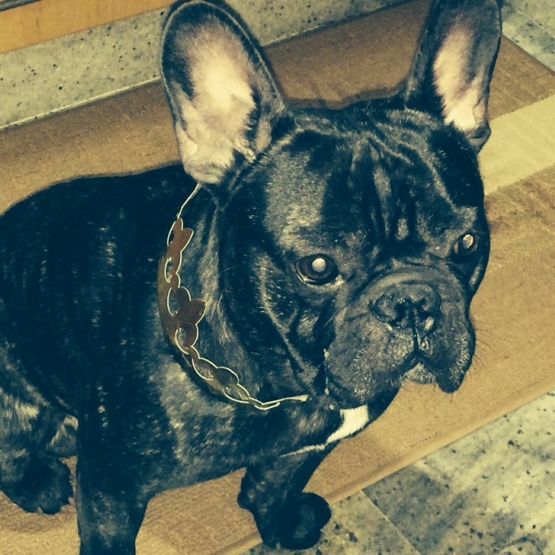 Image pour l'annonce Garde d'un Bouledogue Français Bringe sur Lassay-les-Châteaux (53) êtres français.