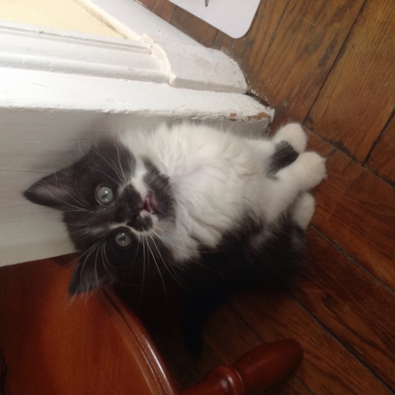 Image pour l'annonce Adorable chaton européen mâle noir et blanc poils mi-longs