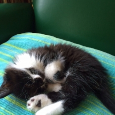 Image pour l'annonce Adorable chaton européen mâle noir et blanc poils mi-longs