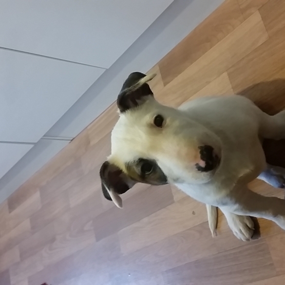 Image pour l'annonce vends adorable bébé bull terrier