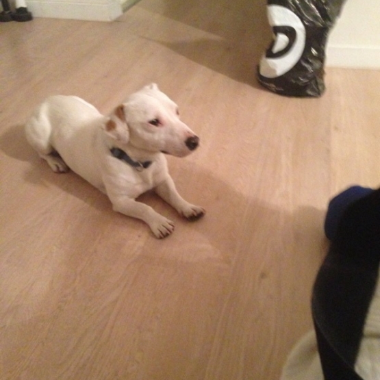 Image pour l'annonce Donne Jack Russell