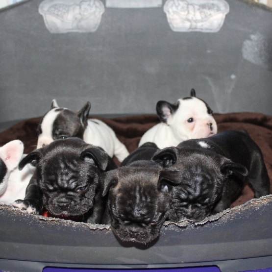 Image pour l'annonce 5 magnifiques chiots de race bouledogue français