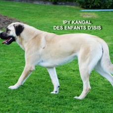 Image pour l'annonce A réserver chiots Bergers d'Anatolie / Kangals