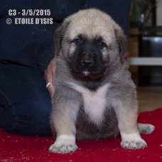 Image pour l'annonce A réserver chiots Bergers d'Anatolie / Kangals