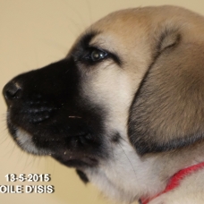 Image pour l'annonce A réserver chiots Bergers d'Anatolie / Kangals