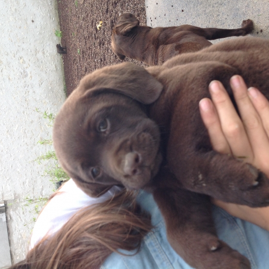 Image pour l'annonce Vendons 2 chiots males labrador chocolat LOF