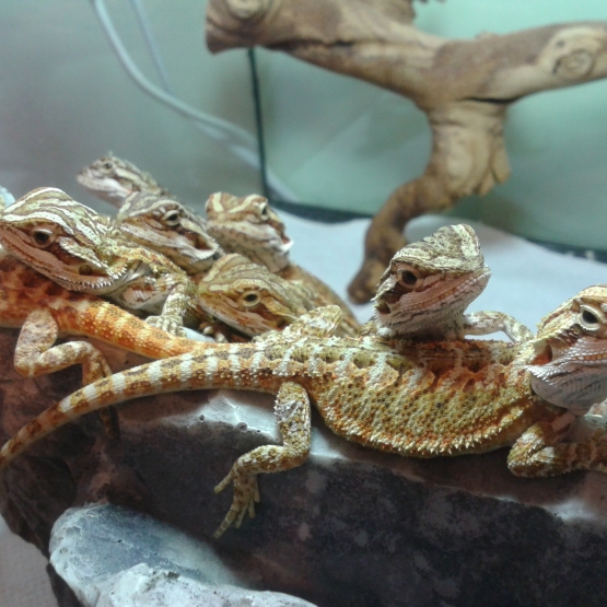 Image pour l'annonce Pogona vitticeps juvénile (lézard "Dragon Barbu")