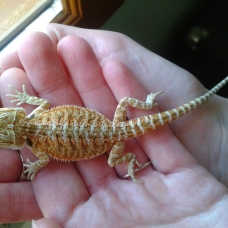 Image pour l'annonce Pogona vitticeps juvénile (lézard "Dragon Barbu")