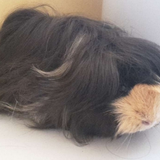 Image pour l'annonce Cochon d'inde femelle Péruvien d'un an + cage