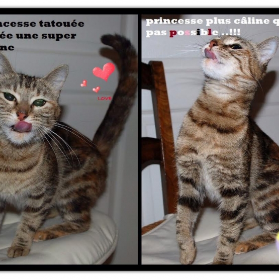 Image pour l'annonce Jolie chatte très très gentille