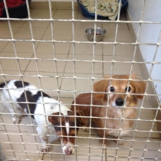 Image pour l'annonce 2 amours de chiens : TTU