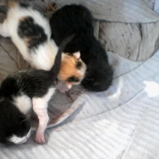 Image pour l'annonce a reserver chaton