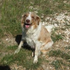 Image pour l'annonce a reserver chiot type border collie rouge ( marron)