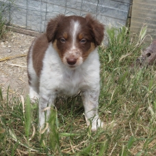 Image pour l'annonce a reserver chiot type border collie rouge ( marron)