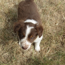 Image pour l'annonce a reserver chiot type border collie rouge ( marron)