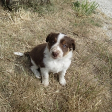 Image pour l'annonce a reserver chiot type border collie rouge ( marron)