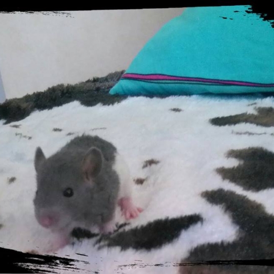 Image pour l'annonce Bébés rats de toute beauté
