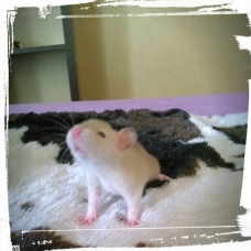 Image pour l'annonce Bébés rats de toute beauté