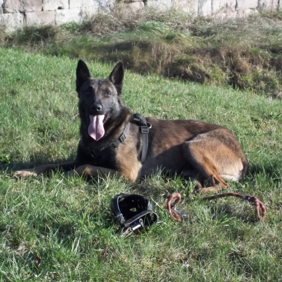 Image pour l'annonce Donne malinois de travail