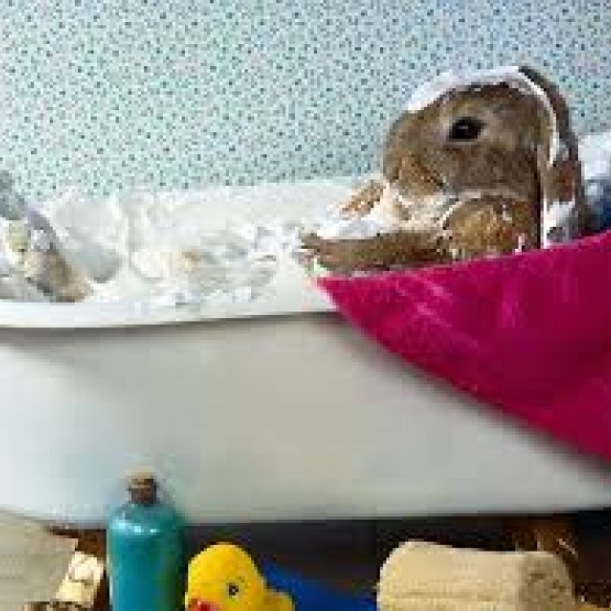 Image pour l'annonce COLONIE DE VACANCES POUR ANIMAUX
