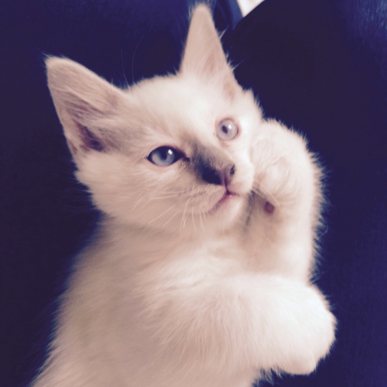 Image pour l'annonce Vends chaton sacré de Birmanie