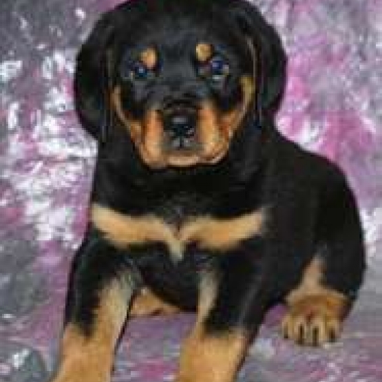Image pour l'annonce Donne chiot rottweiller à donner