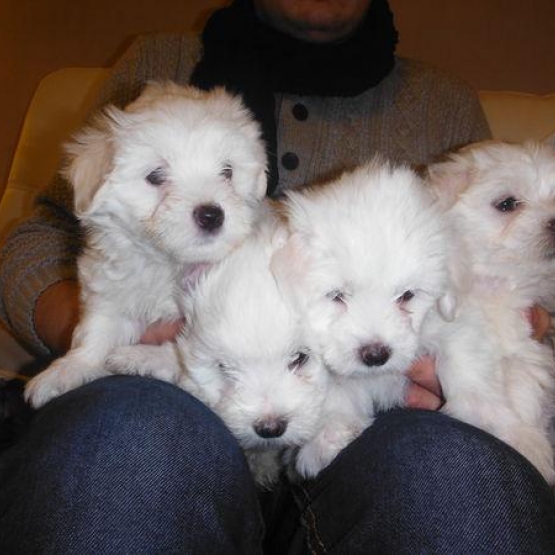 Image pour l'annonce Vends Adorables bébés Bichon Maltais