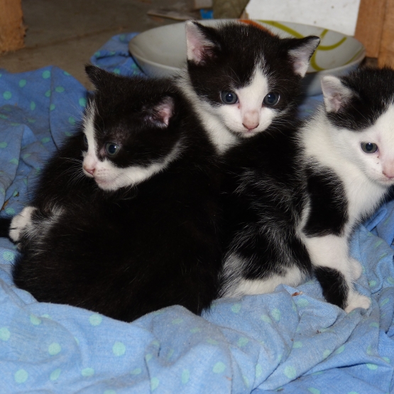 Image pour l'annonce DONNE 4 CHATONS