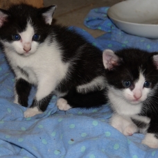 Image pour l'annonce DONNE 4 CHATONS