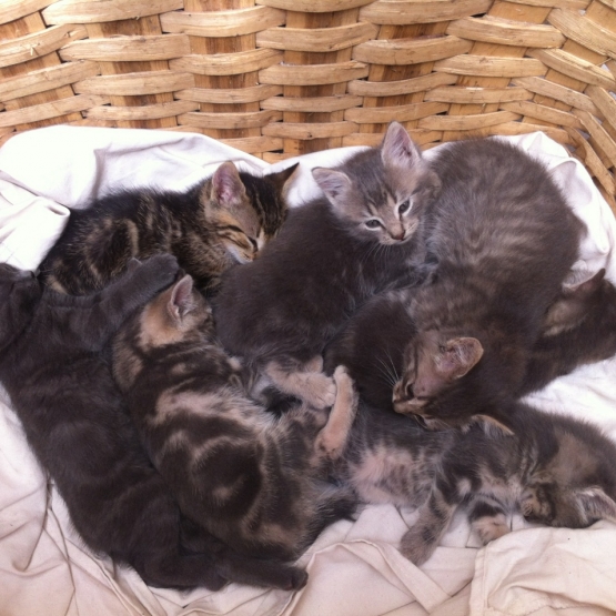 Image pour l'annonce Donne chatons