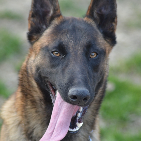 Image pour l'annonce Femelle Malinois LOF