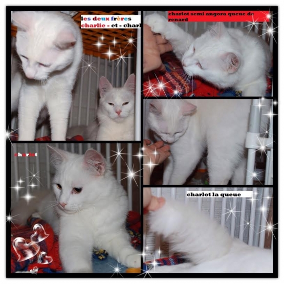 Image pour l'annonce 2 chats tout blancs adorables