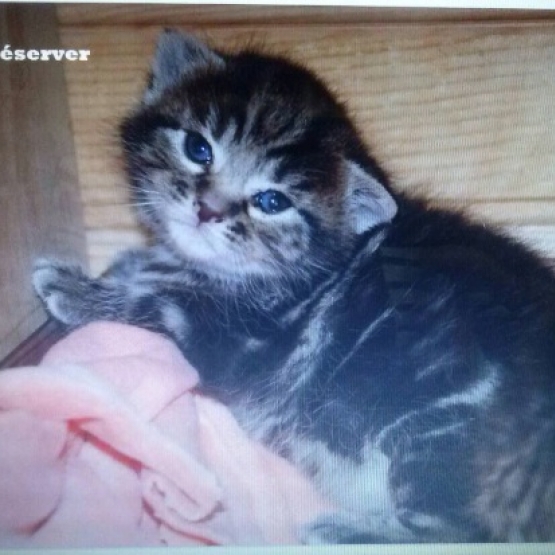 Image pour l'annonce Mignons chatons