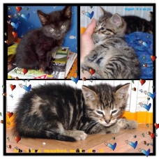 Image pour l'annonce Mignons chatons