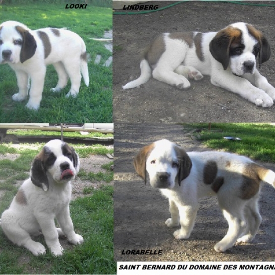 Image pour l'annonce SAINT BERNARD  CHIOTS LOF DISPONIBLES