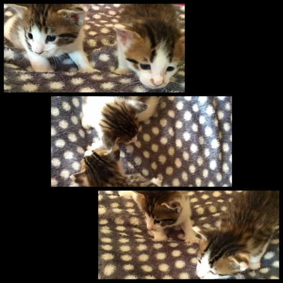 Image pour l'annonce Chatons type Maine Coon