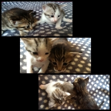 Image pour l'annonce Chatons type Maine Coon