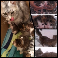 Image pour l'annonce Chatons type Maine Coon