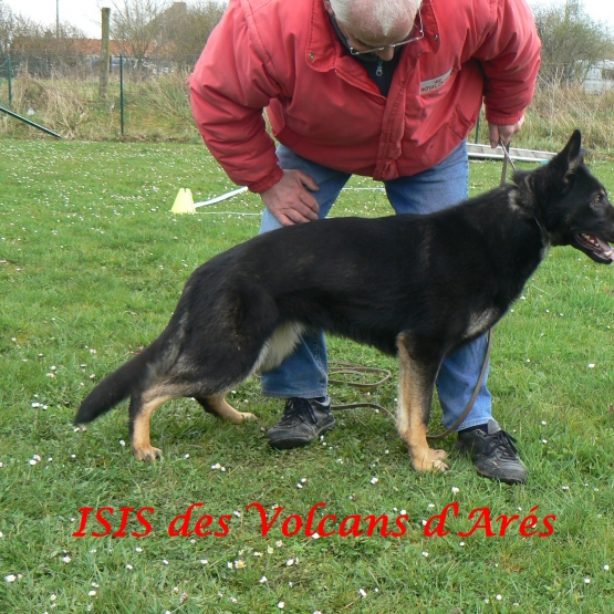 Image pour l'annonce Chiots Berger Allemand LOF à réserver